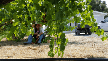 Hand-tending at Apetahi Vineyard