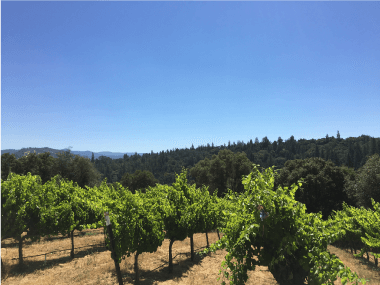 A row at Apetahi Vineyard