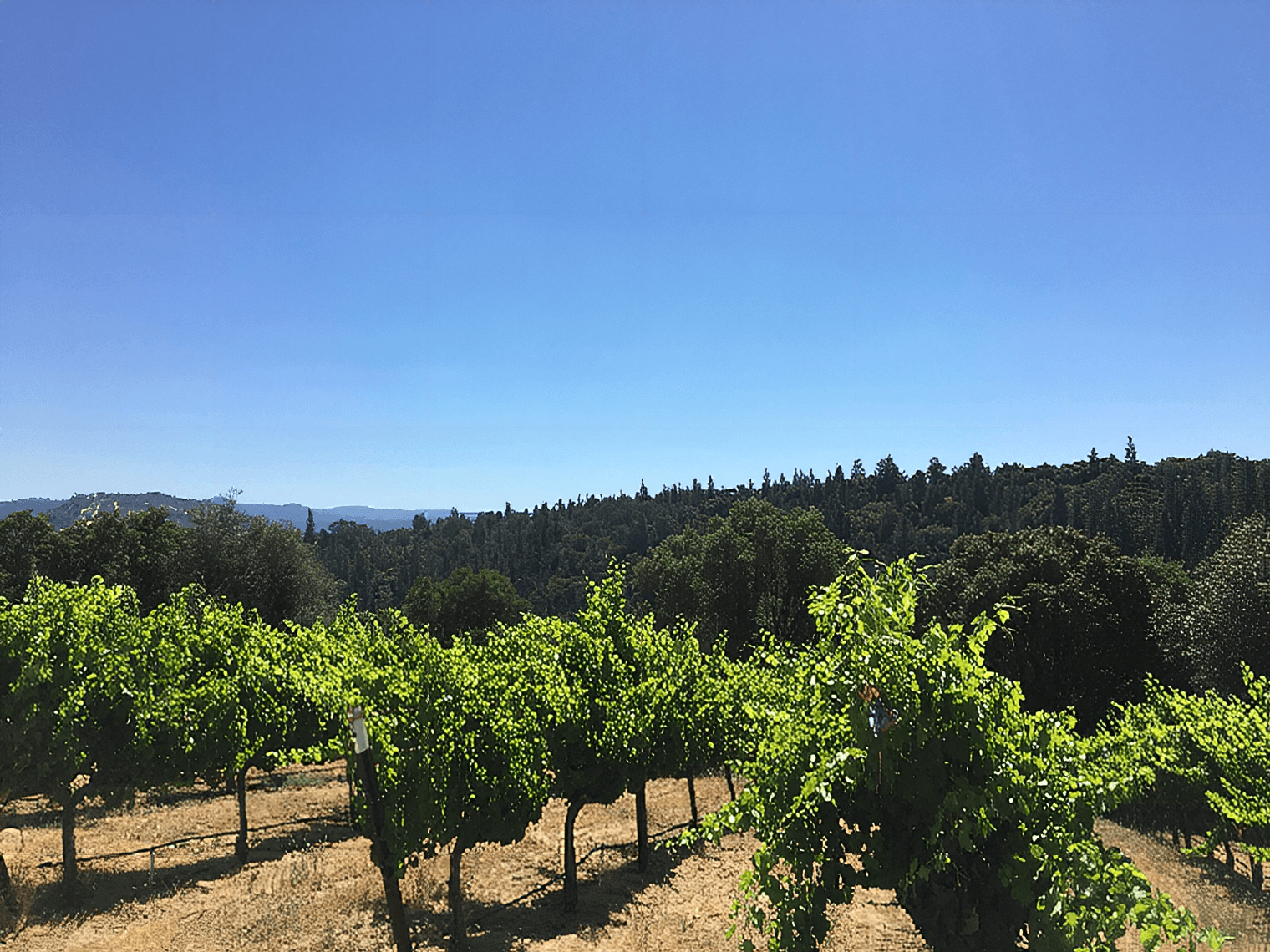A row at Apetahi Vineyard